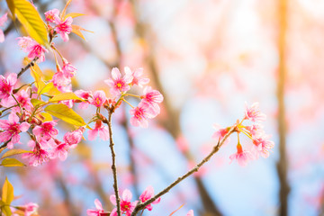 Sakura flowers blooming blossom in Chiang Mai, Thailand