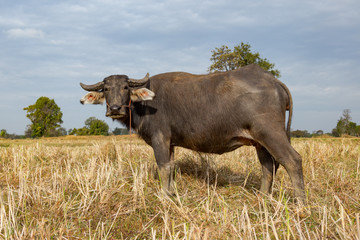 Buffalo and Cow eating grass in the field