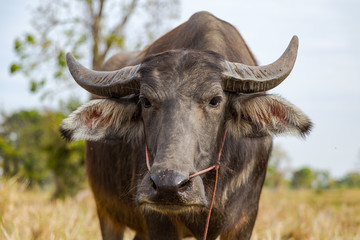 Buffalo and Cow eating grass in the field