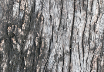 wood texture. background old panels