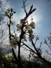 plum blossoms