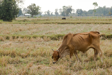 Buffalo and Cow eating grass in the field