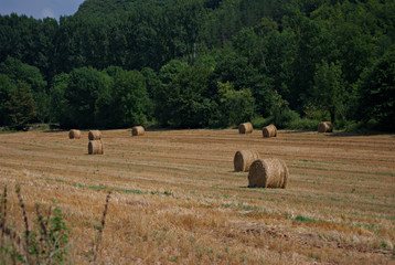 Hay Field in France