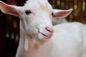 Smiling goat
