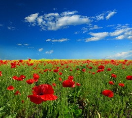 Summer wildflowers and clouds