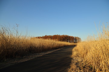 Fototapeta premium 渡良瀬遊水地の防風林 / A windbreak forest in Watarase Yusuichi ( Watarase Pond )