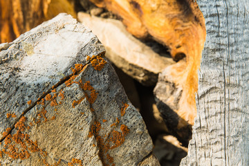 Fototapeta premium Close up of bristlecone pine wood with lichen covered stone