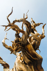 Twisted bristlecone pine tree in California's White Mountains