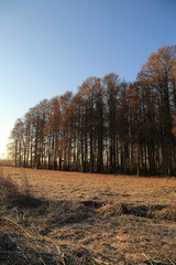 渡良瀬遊水地の防風林 / A windbreak forest in Watarase Yusuichi ( Watarase Pond )