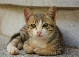 portrait of little brown thai cat