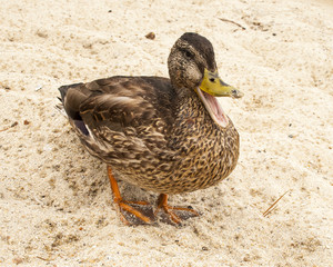Mallard Duck on Lake Taho