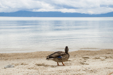 Mallard Duck on Lake Taho