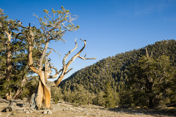 Bristlecone Pine Forest, CA © Laurens
