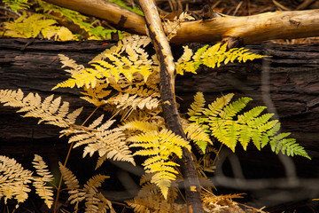 forest fern in the fall