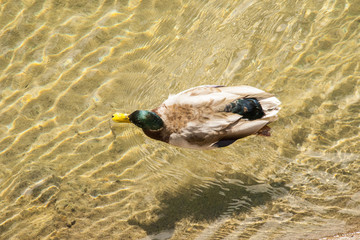 duck swimming on Lake Taho