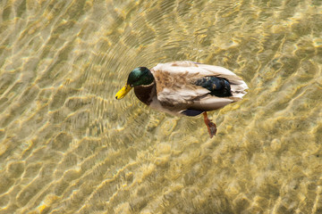 duck swimming on Lake Taho