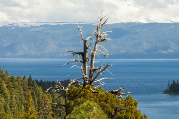 Dead tree overlooking lake taho