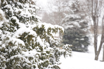 Snow covered peaceful winter landscape at snowfall, snowy trees