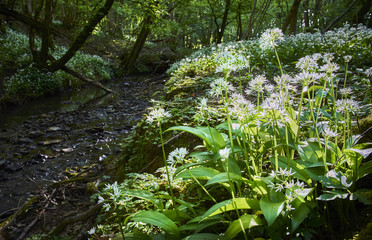 Fototapeta premium ancient woodland with stream and Ramsons or Fools Garlic