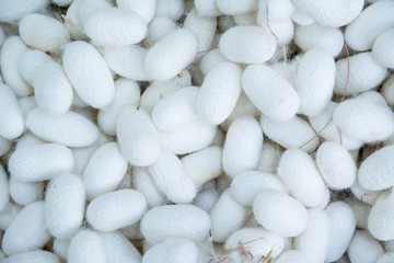 cocoon egg for make silk cloth fabric