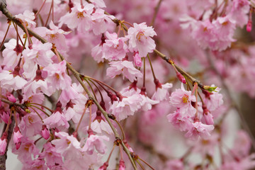 Pink cherry blossom up close