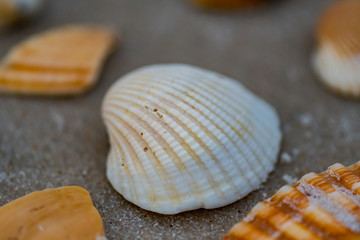 Grains of Sand on White Shell
