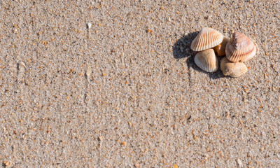 Group of Shells on Wet Sand Copy Space