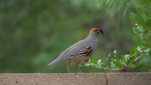 Gambel's Quail Adult Male Part 1 of 2