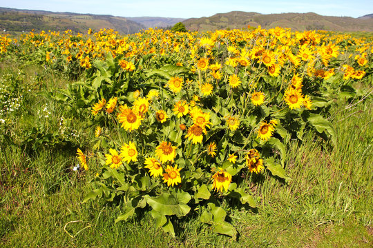 Rowena Flowers In Spring