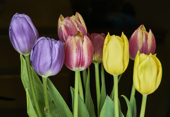 Fototapeta premium move, pink and yellow tulips with a black background