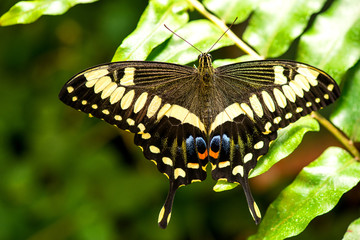 Obraz na płótnie Canvas Chequered Swallowtail