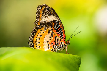 Red lacewing