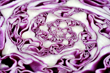 Obraz premium detailed image of cabbage cut