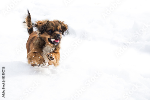 собака в снегу загрузить
