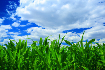 Cornfield with Clouds 