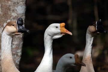 Domesticated White Chinese goose, descended from the wild swan goose.