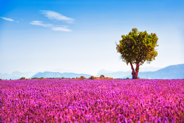 Lavender and lonely tree uphill. Provence, France