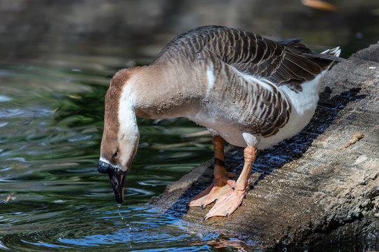 Domesticated Brown Chinese goose, descended from the wild swan goose.