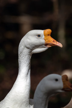 Domesticated White Chinese goose, descended from the wild swan goose.