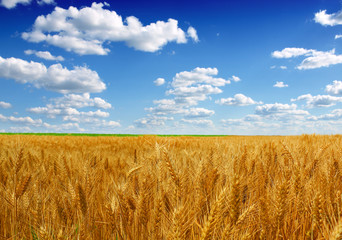 wheat and blue sky