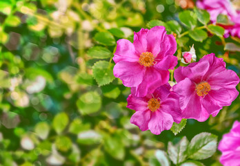 Summer landscape. Delicate wild rose garden flowers