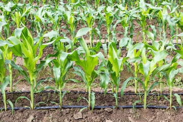 young corn field with drip irrigation system