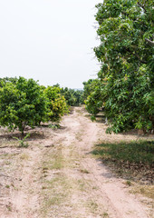 Fototapeta na wymiar Organic mango farm with the dirt road.