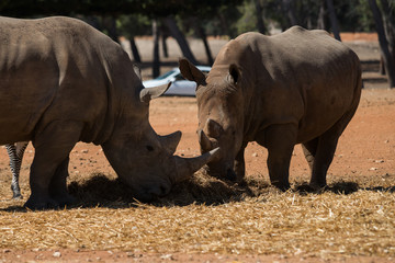 Obraz premium Visit to Safari Ramat Gan