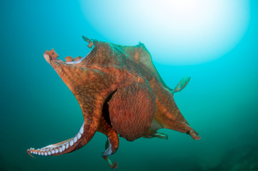 Flight of giant octopus