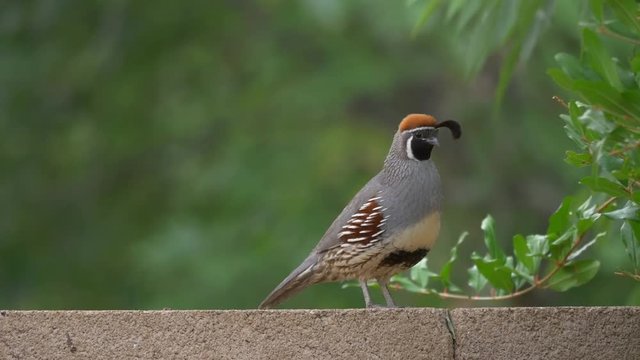 Gambel's Quail Adult Male Part 2 of 2
