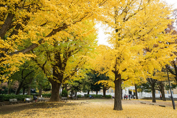 golden ginkgo trees in park in autumn