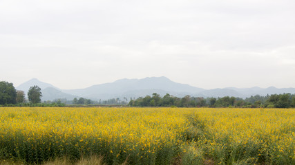 Yellow flower fields