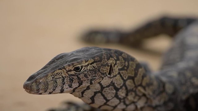 australischer Riesenwaran, Portrait, Wildlife im Westen Australiens