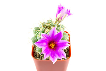 cactus in brown pot with purple flowers on white background